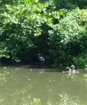 Click image for larger version.&nbsp;

Name:	Heron Tow Path.jpg&nbsp;
Views:	582&nbsp;
Size:	45.8 KB&nbsp;
ID:	18131