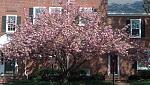 Click image for larger version.&nbsp;

Name:	pinktree1.jpg&nbsp;
Views:	201&nbsp;
Size:	101.8 KB&nbsp;
ID:	18206