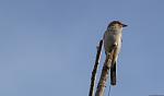 Click image for larger version.&nbsp;

Name:	shrike crop 2.jpg&nbsp;
Views:	268&nbsp;
Size:	15.5 KB&nbsp;
ID:	18262