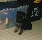 Click image for larger version.&nbsp;

Name:	malered5sit.jpg&nbsp;
Views:	925&nbsp;
Size:	71.4 KB&nbsp;
ID:	1882