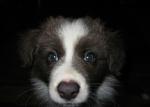 Click image for larger version.&nbsp;

Name:	I'm so cute.jpg&nbsp;
Views:	290&nbsp;
Size:	26.8 KB&nbsp;
ID:	2540