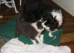 Click image for larger version.&nbsp;

Name:	Neo and Keya playing.jpg&nbsp;
Views:	300&nbsp;
Size:	41.4 KB&nbsp;
ID:	2541