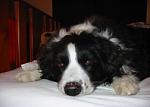 Click image for larger version.&nbsp;

Name:	Keya in bed 2.jpg&nbsp;
Views:	287&nbsp;
Size:	34.5 KB&nbsp;
ID:	2542
