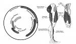 Click image for larger version.&nbsp;

Name:	pedal stroke.jpg&nbsp;
Views:	258&nbsp;
Size:	43.4 KB&nbsp;
ID:	2651