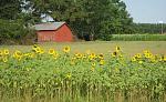 Click image for larger version. 

Name:	sunflowers cropped small.jpg 
Views:	354 
Size:	35.9 KB 
ID:	3792