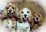 Click image for larger version. 

Name:	three dogs 2003.jpg 
Views:	316 
Size:	70.8 KB 
ID:	3923