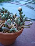 Click image for larger version.&nbsp;

Name:	babytoes_1.jpg&nbsp;
Views:	364&nbsp;
Size:	60.0 KB&nbsp;
ID:	4179