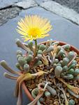 Click image for larger version.&nbsp;

Name:	babytoes_2.jpg&nbsp;
Views:	354&nbsp;
Size:	59.5 KB&nbsp;
ID:	4180