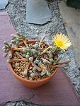 Click image for larger version.&nbsp;

Name:	babytoes_3.jpg&nbsp;
Views:	341&nbsp;
Size:	106.5 KB&nbsp;
ID:	4181
