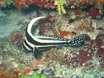 Click image for larger version. 

Name:	spotted drum small.jpg 
Views:	490 
Size:	69.8 KB 
ID:	4605
