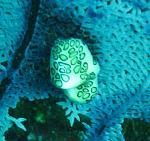 Click image for larger version. 

Name:	flamingo tongue small.jpg 
Views:	495 
Size:	45.1 KB 
ID:	4606