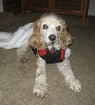 Click image for larger version.&nbsp;

Name:	remy morning small.JPG&nbsp;
Views:	742&nbsp;
Size:	45.9 KB&nbsp;
ID:	5379