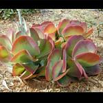 Click image for larger version.&nbsp;

Name:	Kalanchoe thyrsiflora Flapjack.jpg&nbsp;
Views:	368&nbsp;
Size:	26.6 KB&nbsp;
ID:	5486