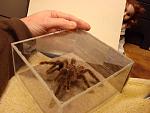 Click image for larger version.&nbsp;

Name:	tarantula.jpg&nbsp;
Views:	508&nbsp;
Size:	177.6 KB&nbsp;
ID:	5609
