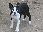 Click image for larger version.&nbsp;

Name:	Bugsy 14.JPG&nbsp;
Views:	768&nbsp;
Size:	35.8 KB&nbsp;
ID:	6012