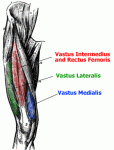 Click image for larger version.&nbsp;

Name:	quadriceps-anatomy.gif&nbsp;
Views:	2339&nbsp;
Size:	20.9 KB&nbsp;
ID:	6336