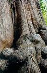 Click image for larger version.&nbsp;

Name:	Tree trunks.jpg&nbsp;
Views:	333&nbsp;
Size:	52.6 KB&nbsp;
ID:	673