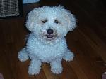 Click image for larger version.&nbsp;

Name:	fluffy max 2.jpg&nbsp;
Views:	732&nbsp;
Size:	47.2 KB&nbsp;
ID:	6869