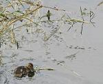 Click image for larger version.&nbsp;

Name:	fannocreek2_500px.jpg&nbsp;
Views:	249&nbsp;
Size:	51.1 KB&nbsp;
ID:	6889
