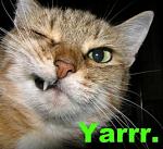 Click image for larger version. 

Name:	Pirate cat 2.jpg 
Views:	156 
Size:	61.9 KB 
ID:	7155