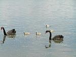 Click image for larger version.&nbsp;

Name:	Swans.jpg&nbsp;
Views:	330&nbsp;
Size:	69.9 KB&nbsp;
ID:	7461