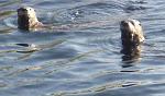 Click image for larger version. 

Name:	otters1.jpg 
Views:	457 
Size:	101.6 KB 
ID:	7691