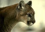 Click image for larger version.&nbsp;

Name:	cougar.jpg&nbsp;
Views:	402&nbsp;
Size:	26.6 KB&nbsp;
ID:	7732