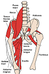 Click image for larger version.&nbsp;

Name:	Iliopsoas-Anterior_Hip_Muscles_2.PNG&nbsp;
Views:	1073&nbsp;
Size:	74.2 KB&nbsp;
ID:	7817