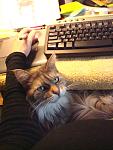Click image for larger version.&nbsp;

Name:	PearlOnMyLap_Nov08.jpg&nbsp;
Views:	882&nbsp;
Size:	185.6 KB&nbsp;
ID:	7833