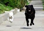 Click image for larger version.&nbsp;

Name:	2_dogs_running.jpg&nbsp;
Views:	618&nbsp;
Size:	22.8 KB&nbsp;
ID:	7955