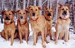 Click image for larger version.&nbsp;

Name:	chinook dogs.jpg&nbsp;
Views:	378&nbsp;
Size:	34.3 KB&nbsp;
ID:	8076