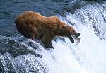Click image for larger version.&nbsp;

Name:	brown-bear.jpg&nbsp;
Views:	373&nbsp;
Size:	51.0 KB&nbsp;
ID:	8077