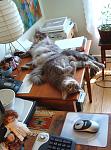Click image for larger version.&nbsp;

Name:	kitty-desk-1small.jpg&nbsp;
Views:	632&nbsp;
Size:	186.9 KB&nbsp;
ID:	8100