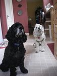 Click image for larger version.&nbsp;

Name:	dogs for xmas card small.jpg&nbsp;
Views:	698&nbsp;
Size:	47.0 KB&nbsp;
ID:	8113