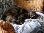 Click image for larger version.&nbsp;

Name:	bonnie.jpg&nbsp;
Views:	743&nbsp;
Size:	112.0 KB&nbsp;
ID:	8116