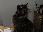 Click image for larger version.&nbsp;

Name:	Calypso.jpg&nbsp;
Views:	708&nbsp;
Size:	37.8 KB&nbsp;
ID:	8117