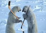 Click image for larger version.&nbsp;

Name:	hockey_polar_bears.jpg&nbsp;
Views:	594&nbsp;
Size:	42.0 KB&nbsp;
ID:	8187