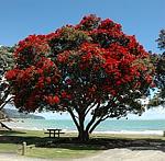 Click image for larger version.&nbsp;

Name:	pohutukawa.jpg&nbsp;
Views:	561&nbsp;
Size:	19.1 KB&nbsp;
ID:	8190