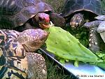 Click image for larger version.&nbsp;

Name:	turtle cactus feast.jpg&nbsp;
Views:	376&nbsp;
Size:	43.3 KB&nbsp;
ID:	8193