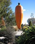 Click image for larger version.&nbsp;

Name:	ohakune_carrot.jpg&nbsp;
Views:	563&nbsp;
Size:	74.2 KB&nbsp;
ID:	8241