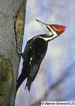 Click image for larger version.&nbsp;

Name:	pileated.jpg&nbsp;
Views:	728&nbsp;
Size:	30.2 KB&nbsp;
ID:	8251
