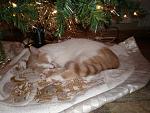 Click image for larger version. 

Name:	christmas 2008 rascal under tree.jpg 
Views:	236 
Size:	152.4 KB 
ID:	8280