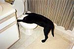 Click image for larger version.&nbsp;

Name:	Dog too much party.jpg&nbsp;
Views:	621&nbsp;
Size:	51.4 KB&nbsp;
ID:	8312