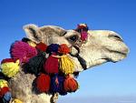 Click image for larger version.&nbsp;

Name:	cameldecorated.jpg&nbsp;
Views:	462&nbsp;
Size:	40.1 KB&nbsp;
ID:	8382