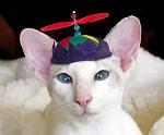 Click image for larger version.&nbsp;

Name:	propeller beanie.jpg&nbsp;
Views:	414&nbsp;
Size:	65.6 KB&nbsp;
ID:	8434