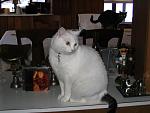 Click image for larger version. 

Name:	Athena.jpg 
Views:	210 
Size:	50.8 KB 
ID:	8933