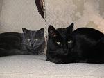 Click image for larger version. 

Name:	IMG_1019.jpg 
Views:	212 
Size:	58.9 KB 
ID:	8934