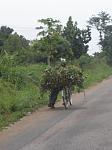 Click image for larger version. 

Name:	Cyclist hauling sugar cane.jpg 
Views:	633 
Size:	59.5 KB 
ID:	8950