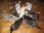 Click image for larger version.&nbsp;

Name:	Cat Herding 003 1kpx.jpg&nbsp;
Views:	529&nbsp;
Size:	101.6 KB&nbsp;
ID:	8957