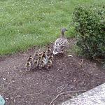 Click image for larger version.&nbsp;

Name:	gateway ducklings two.JPG&nbsp;
Views:	148&nbsp;
Size:	122.5 KB&nbsp;
ID:	9191